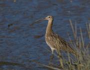 Curlew on Camel estuary. Wadebridge Cornwall UK.