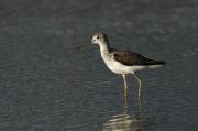 Greenshank. Walmsley sanctuary. Wadebridge Cornwall UK.