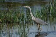 Grey Heron. Walmsley sanctuary. Wadebridge Cornwall UK.