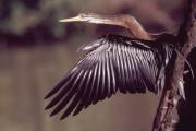 Indian darter. Keoladeo NP, Bharatpur India.