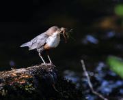 Dipper. Dartmoor. Devon UK.