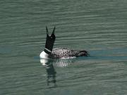 Great Northern Diver. Bow river near Banff. Alberta Canada.