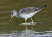 Greater Yellowlegs, Flamingo, Everglades NP. Florida