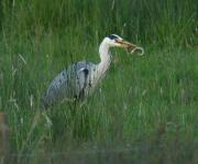 Grey Heron with eel.  Walmsley sanctuary. Wadebridge Cornwall UK.