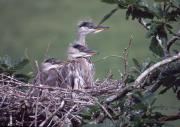 Grey Heron chicks. Camel estuary. Wadebridge Cornwall UK.