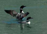 Great Northern Divers. Bow river near Banff. Alberta Canada.