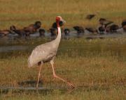 Sarus Crane and Glossy Ibis. Keoladeo NP, Bharatpur India.