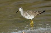 Lesser Yellowlegs, Flamingo, Everglades NP. Florida