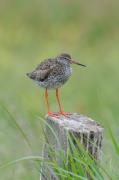 Redshank. Texel. N.Holland.