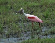 Roseate Spoonbill. Costa Rica.