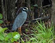 Yellow-crowned Night Heron. John Pennekamp State Park. Key Largo, Florida.