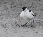 Avocets. Texel. N.Holland.