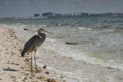 Great Blue Heron. Sanibel island causeway. Florida. USA.