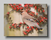 Waxwing_01