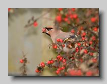 Waxwing_02