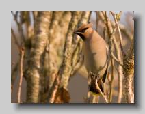 Waxwing_03