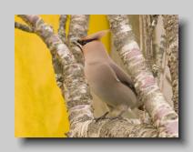 Waxwing_04