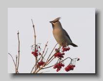 Waxwing_05