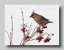 Waxwing_06