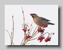 Waxwing_07