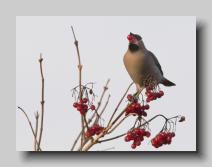 Waxwing_08