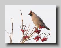 Waxwing_09