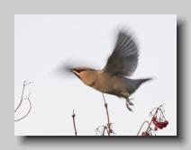 Waxwing_10