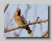 Waxwing_11