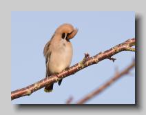 Waxwing_12