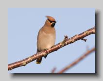 Waxwing_13