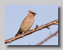 Waxwing_14