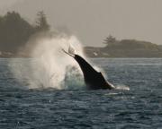 Humpback whale off Telegraph Cove, N.Vancouver Island.