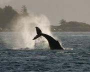 Humpback whale off Telegraph Cove, N.Vancouver Island.