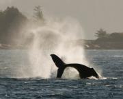 Humpback whale off Telegraph Cove, N.Vancouver Island.