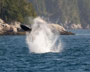 Humpback whale off Telegraph Cove, N.Vancouver Island.