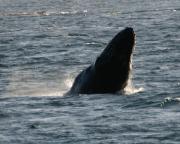 Humpback whale off Telegraph Cove, N.Vancouver Island.