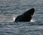 Humpback whale off Telegraph Cove, N.Vancouver Island.