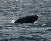 Humpback whale off Telegraph Cove, N.Vancouver Island.