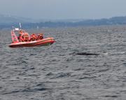 Humpback whale off Victoria, S.Vancouver Island.