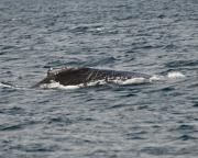 Humpback whale off Victoria, S.Vancouver Island.