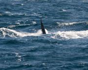 Killer whale (Orca) off Victoria, S.Vancouver Island.