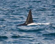 Killer whale (Orca) off Victoria, S.Vancouver Island with its 6 feet high dorsal fin.