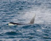 Killer whale (Orca) off Victoria, S.Vancouver Island.