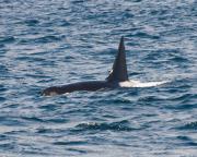 Killer whale (Orca) off Victoria, S.Vancouver Island.