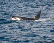 Killer whale (Orca) off Victoria, S.Vancouver Island.