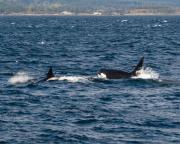 Killer whales (Orcas) off Victoria, S.Vancouver Island.