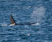 Killer whale (Orca) off Victoria, S.Vancouver Island.