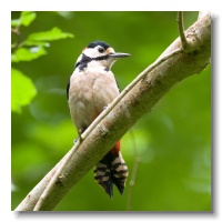 Great spotted Woodpeckers_ANL_3391