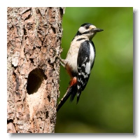 Great spotted Woodpeckers_ANL_3646