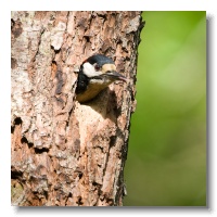 Great spotted Woodpeckers_ANL_3722